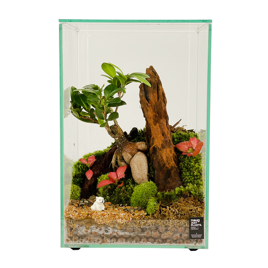 Bonsai Terrarium Series