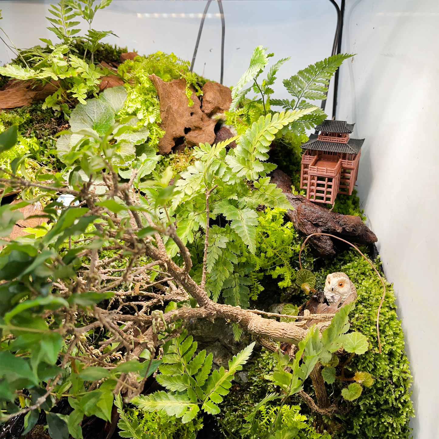 Paludarium Series