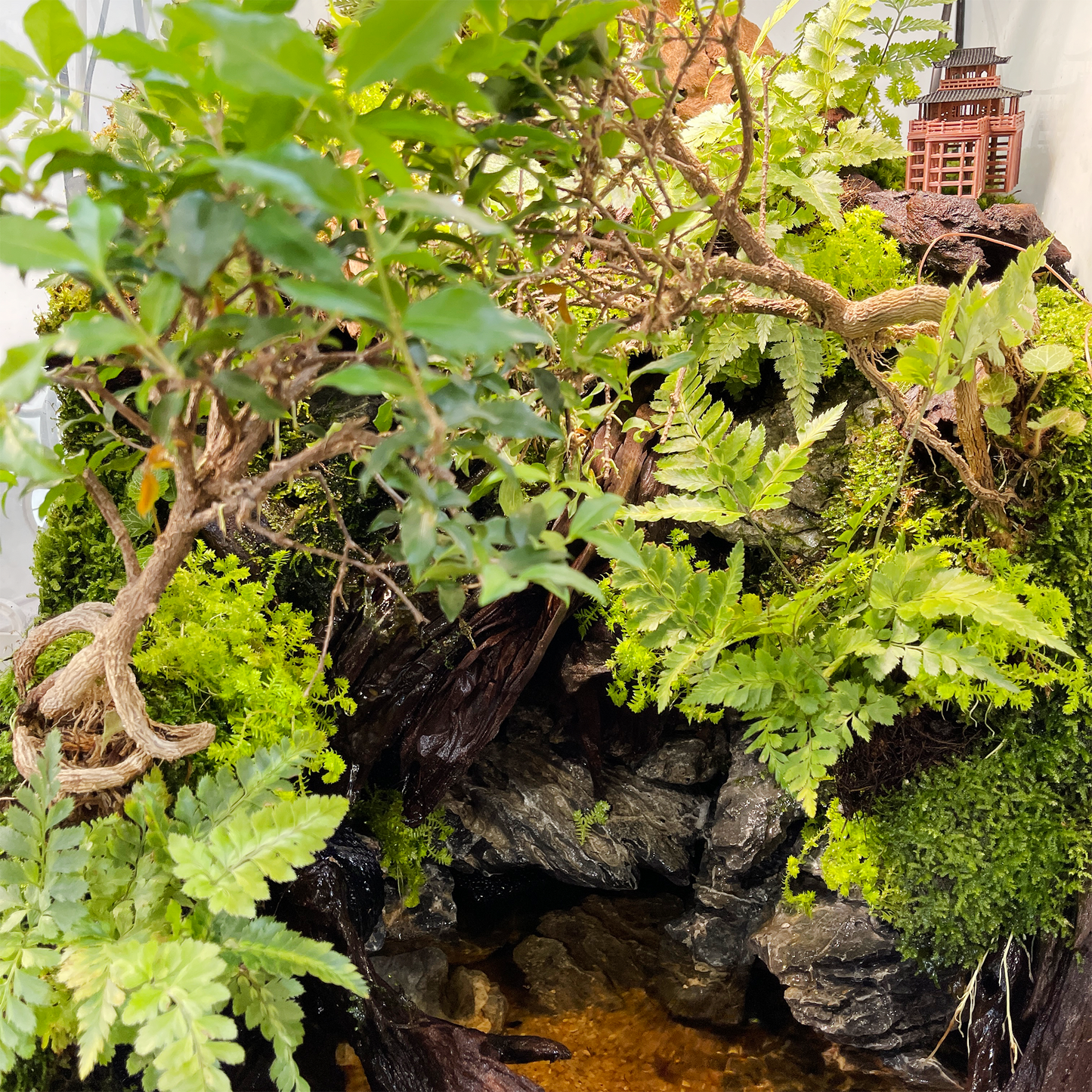 Paludarium Series