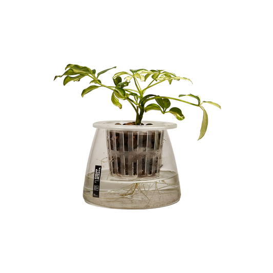 Hydro-cultured Plants - Schefflera variegated