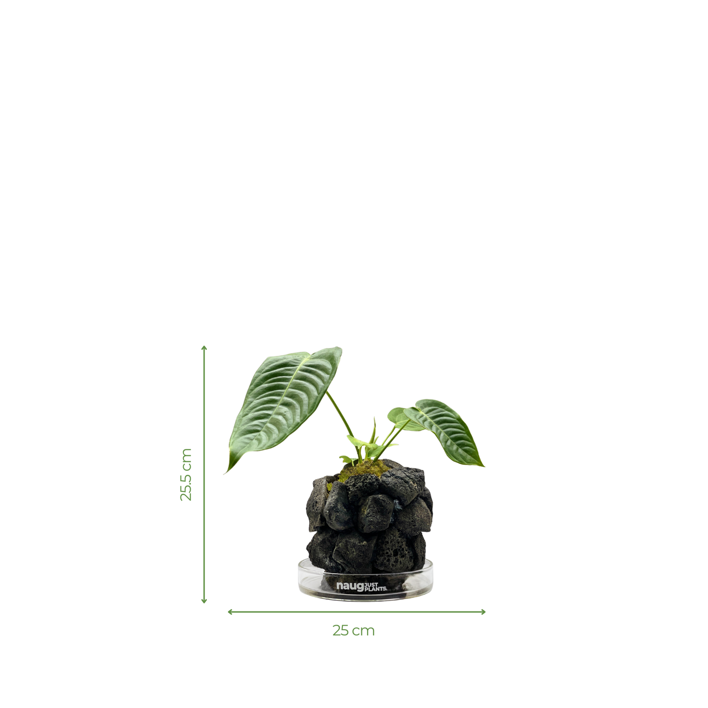 Ishidama Anthurium (Special Set)