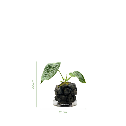 Ishidama Anthurium (Special Set)