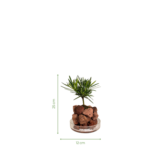 Ishidama Buddhist Pine