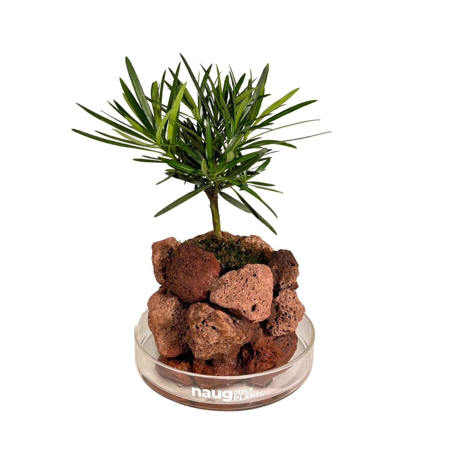 Ishidama Buddhist Pine