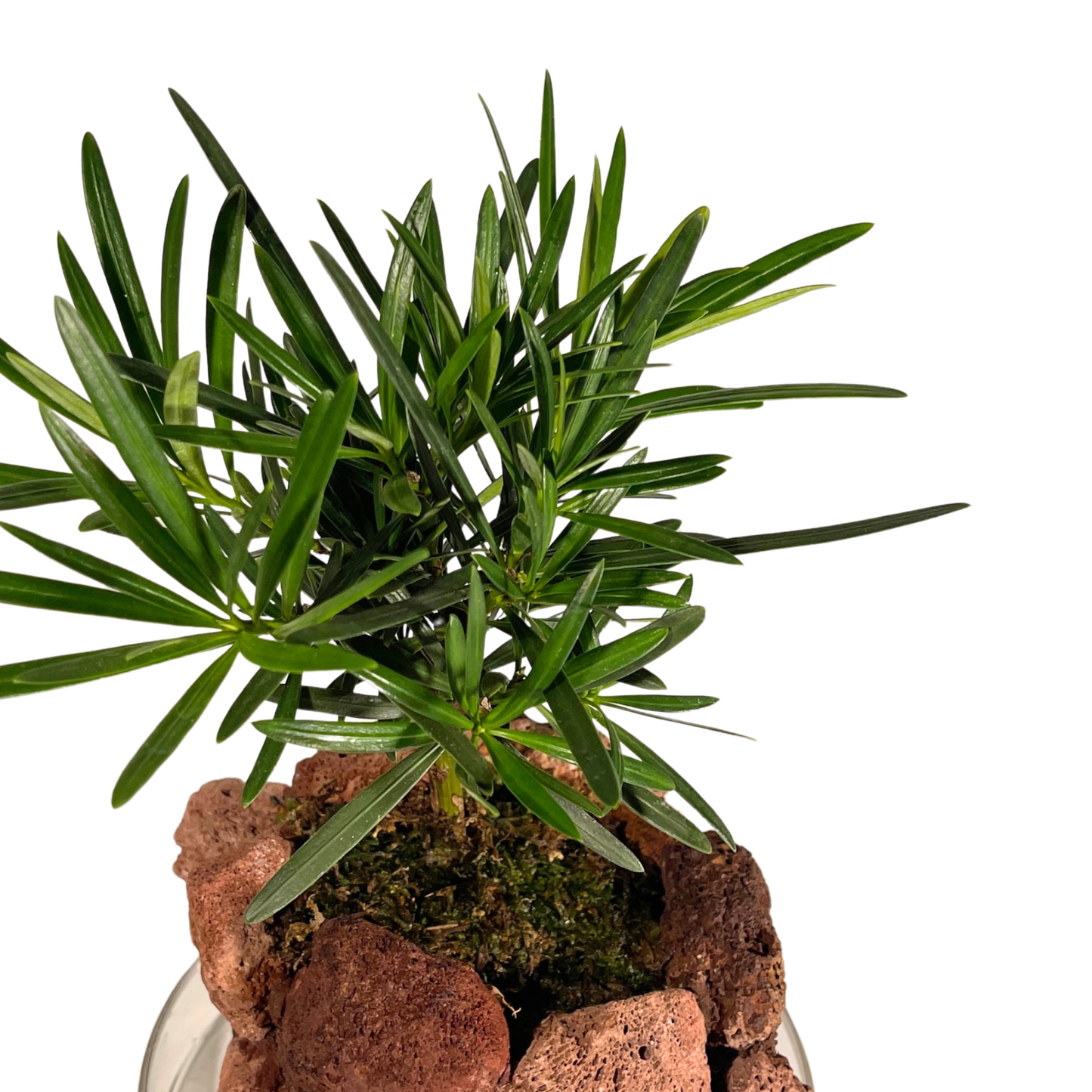 Ishidama Buddhist Pine