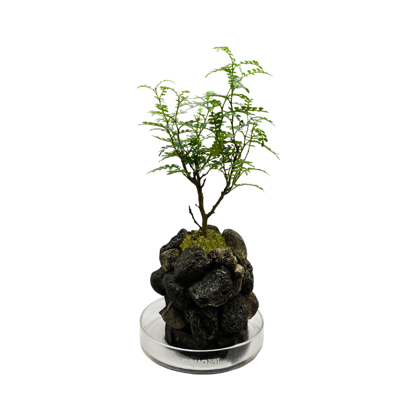 Ishidama Chinese Pistachio