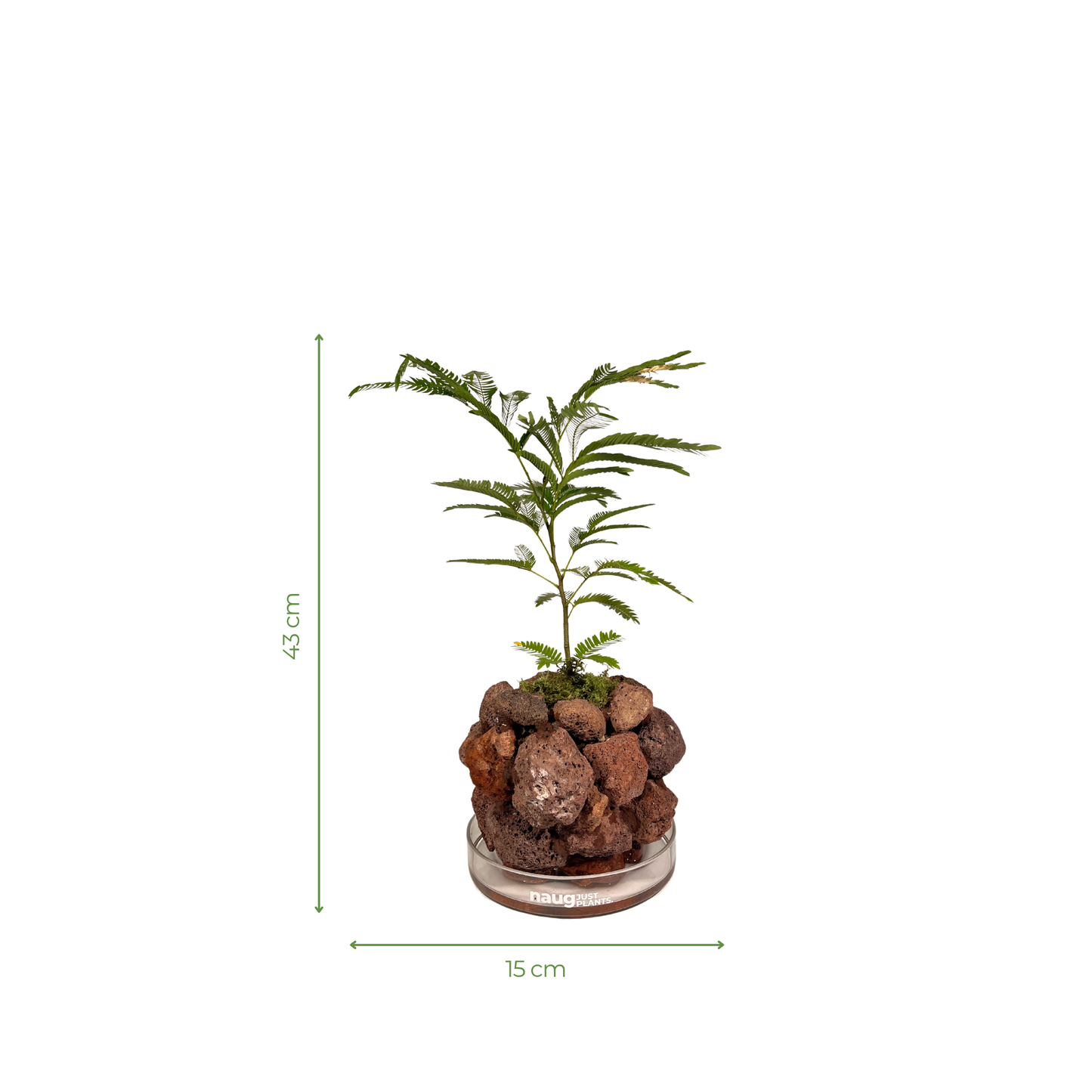 Ishidama Cojoba Arborea