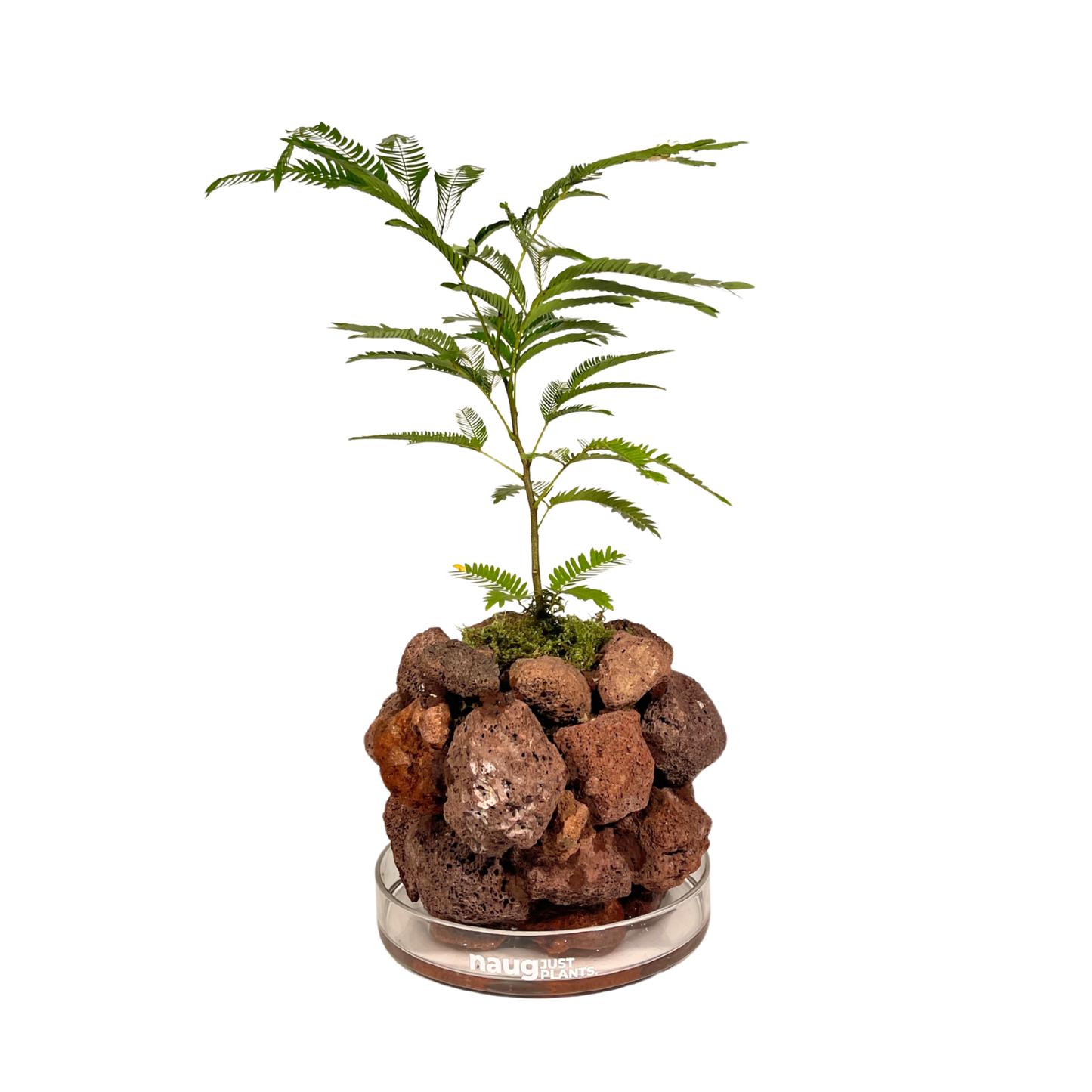 Ishidama Cojoba Arborea
