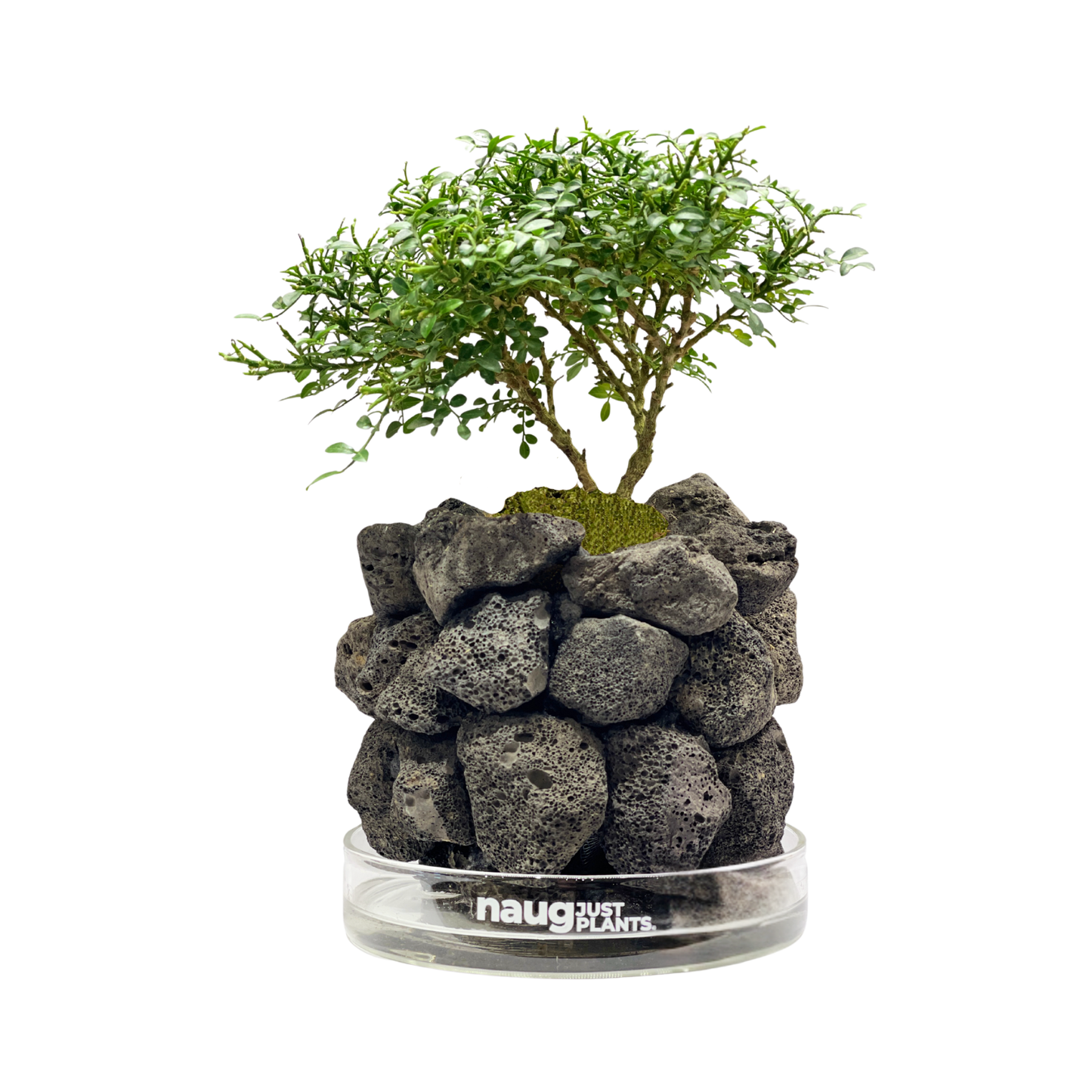 Ishidama Dwarf Murraya