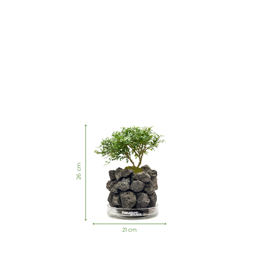 Ishidama Dwarf Murraya