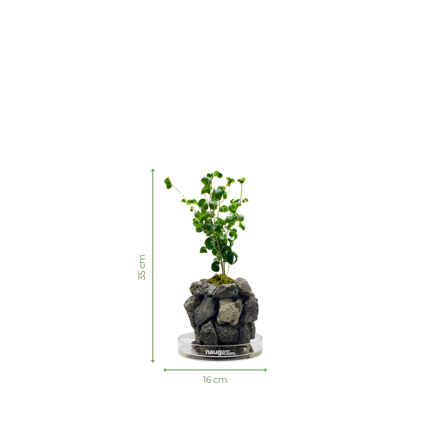 Ishidama Ficus Benjamina Barok