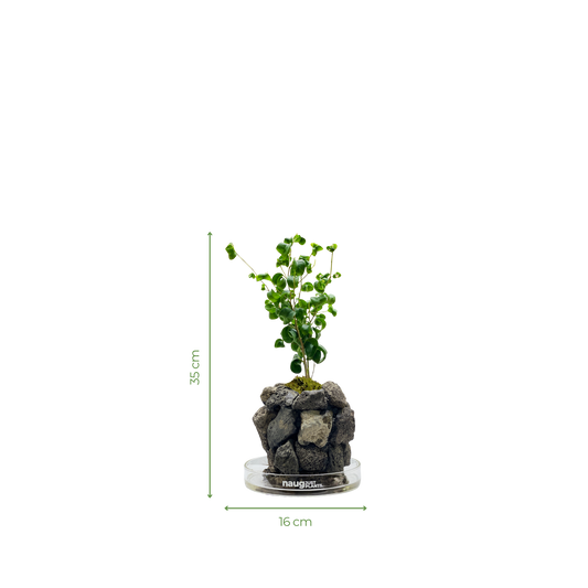 Ishidama Ficus Benjamina Barok
