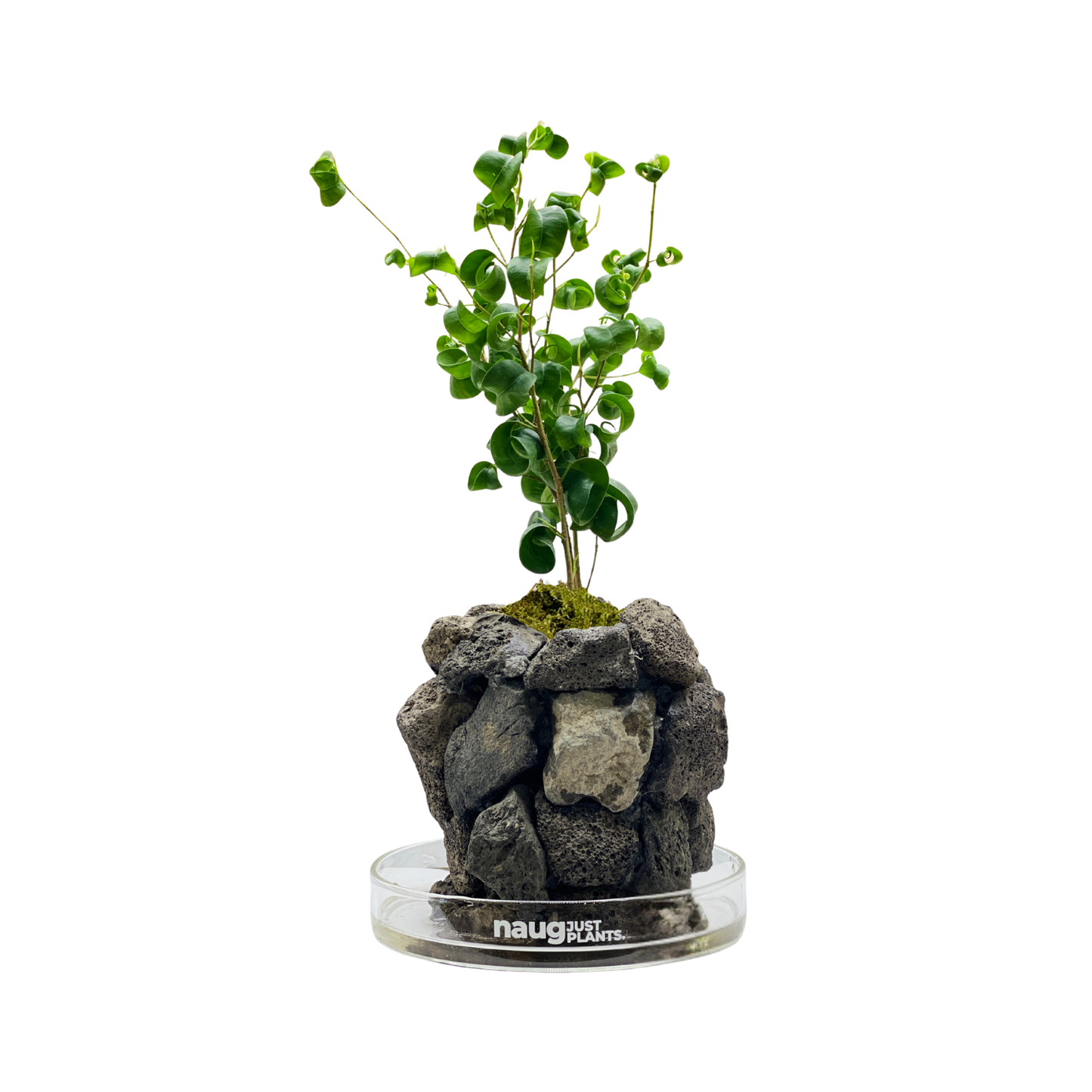 Ishidama Ficus Benjamina Barok