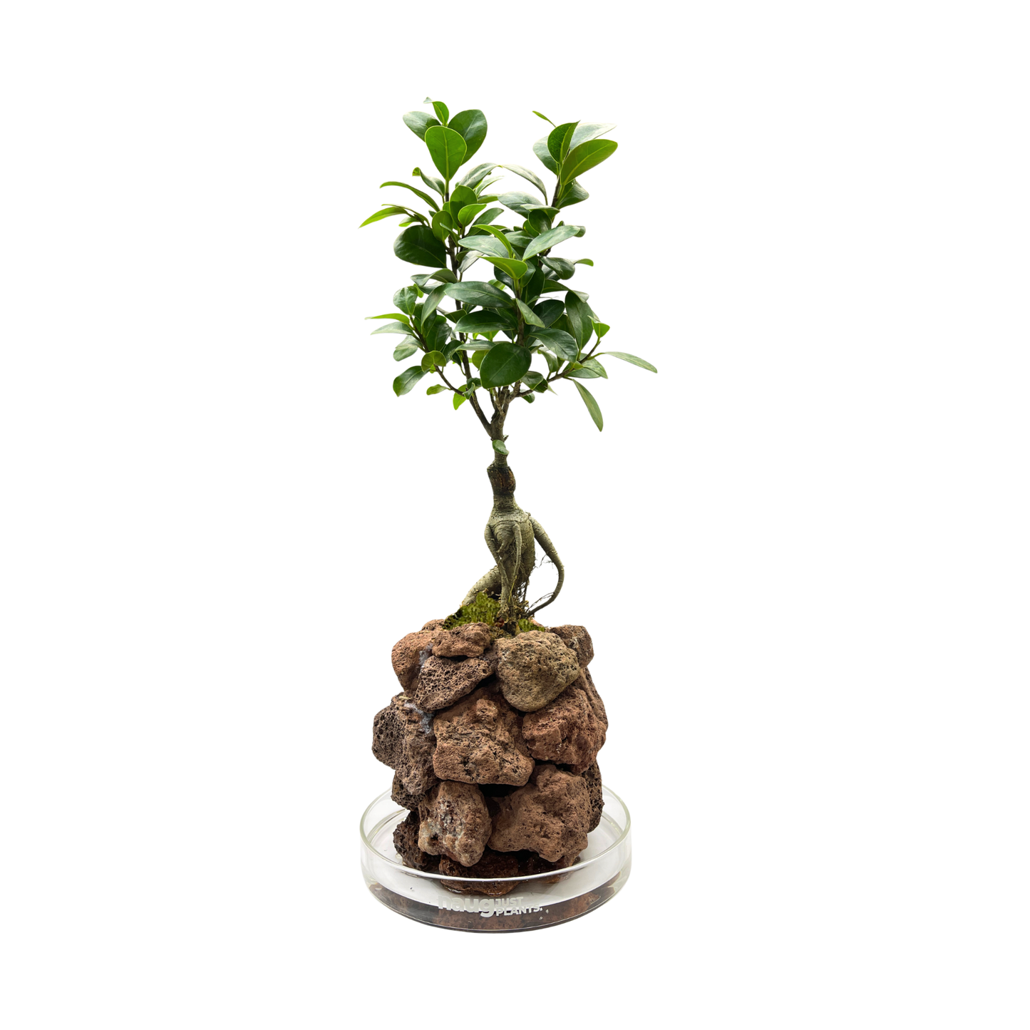 Ishidama Ficus Ginseng