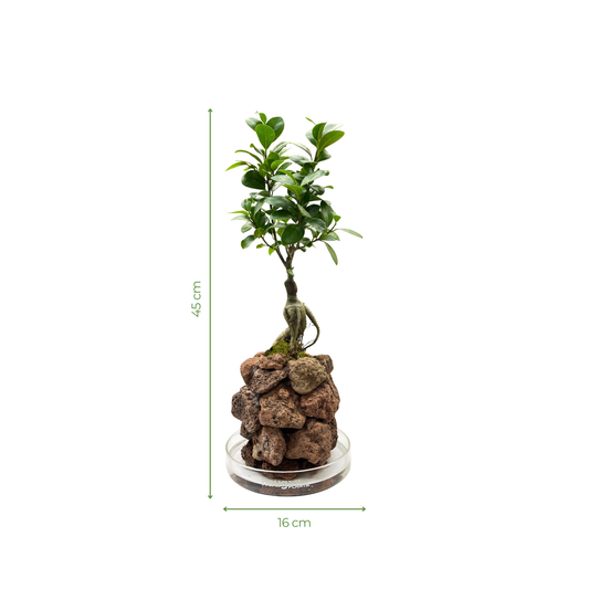 Ishidama Ficus Ginseng