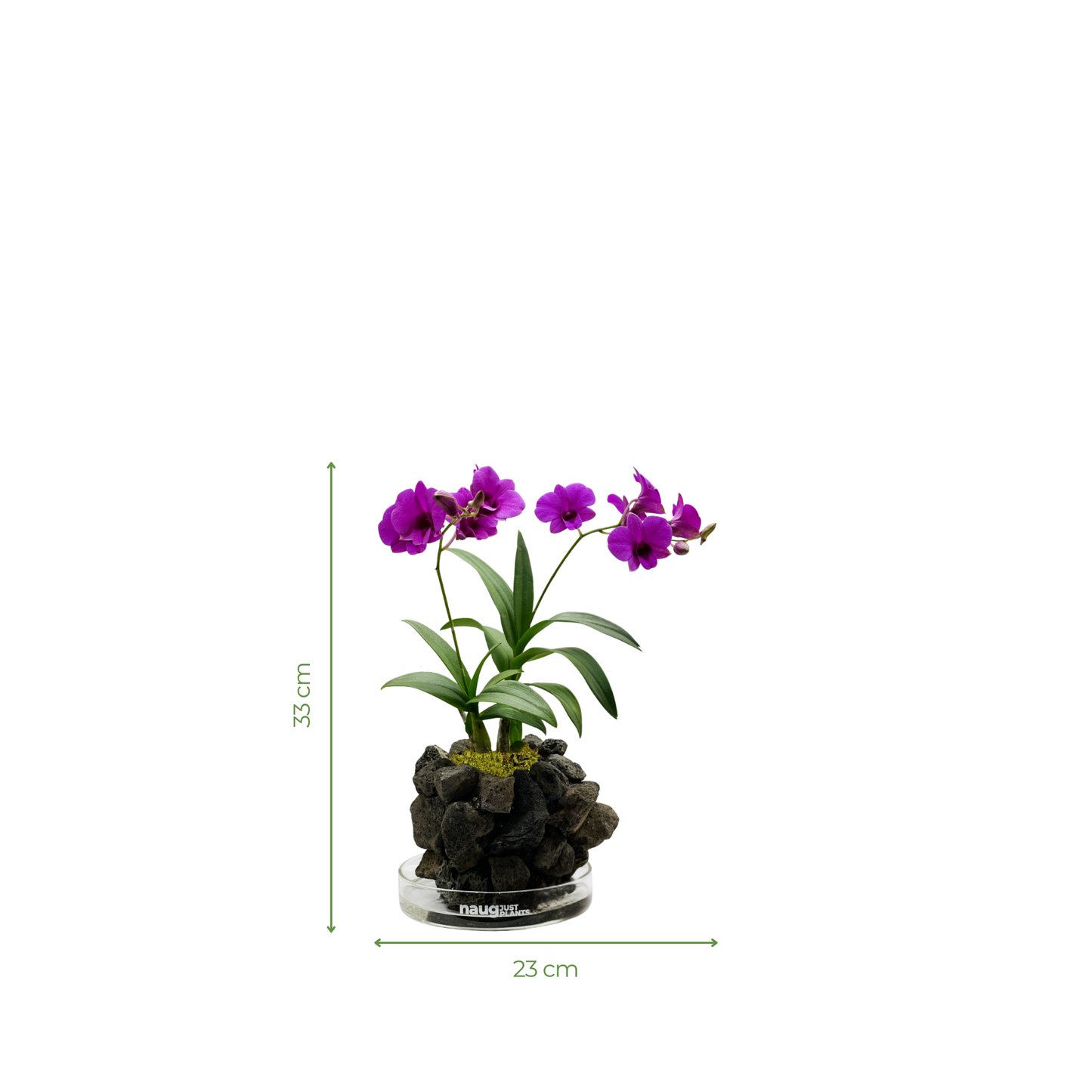 Ishidama Orchid