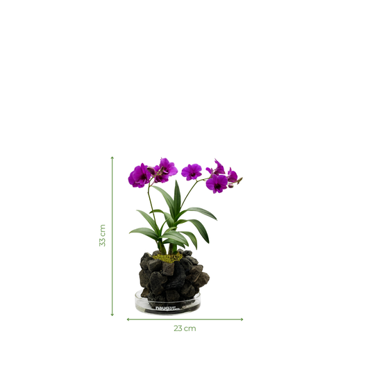 Ishidama Orchid