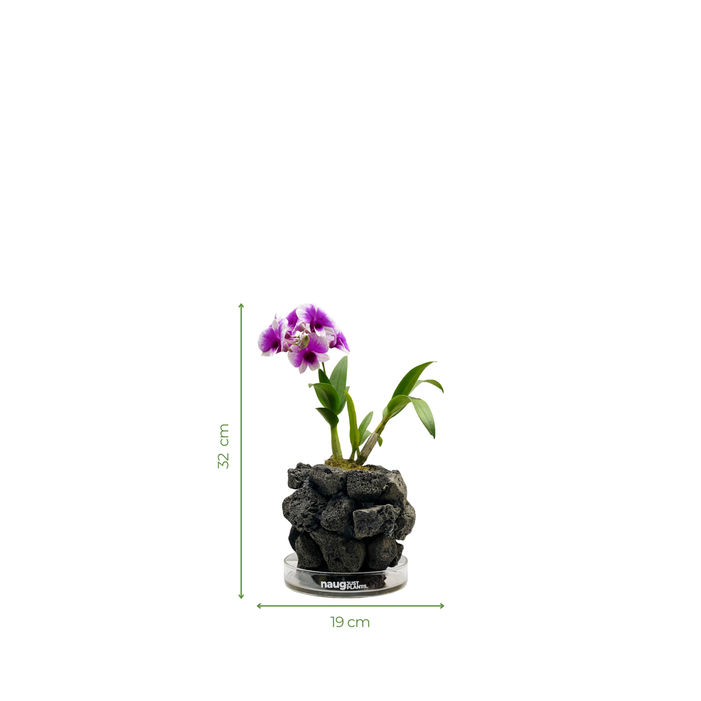 Ishidama Orchid