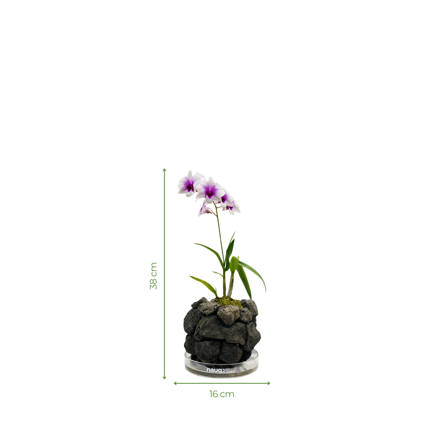 Ishidama Orchid