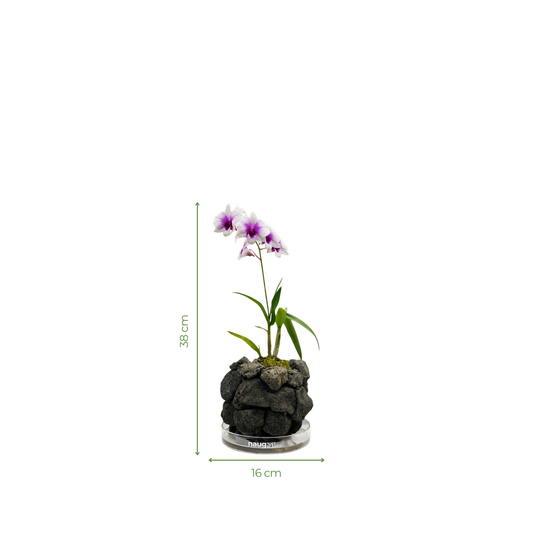Ishidama Orchid