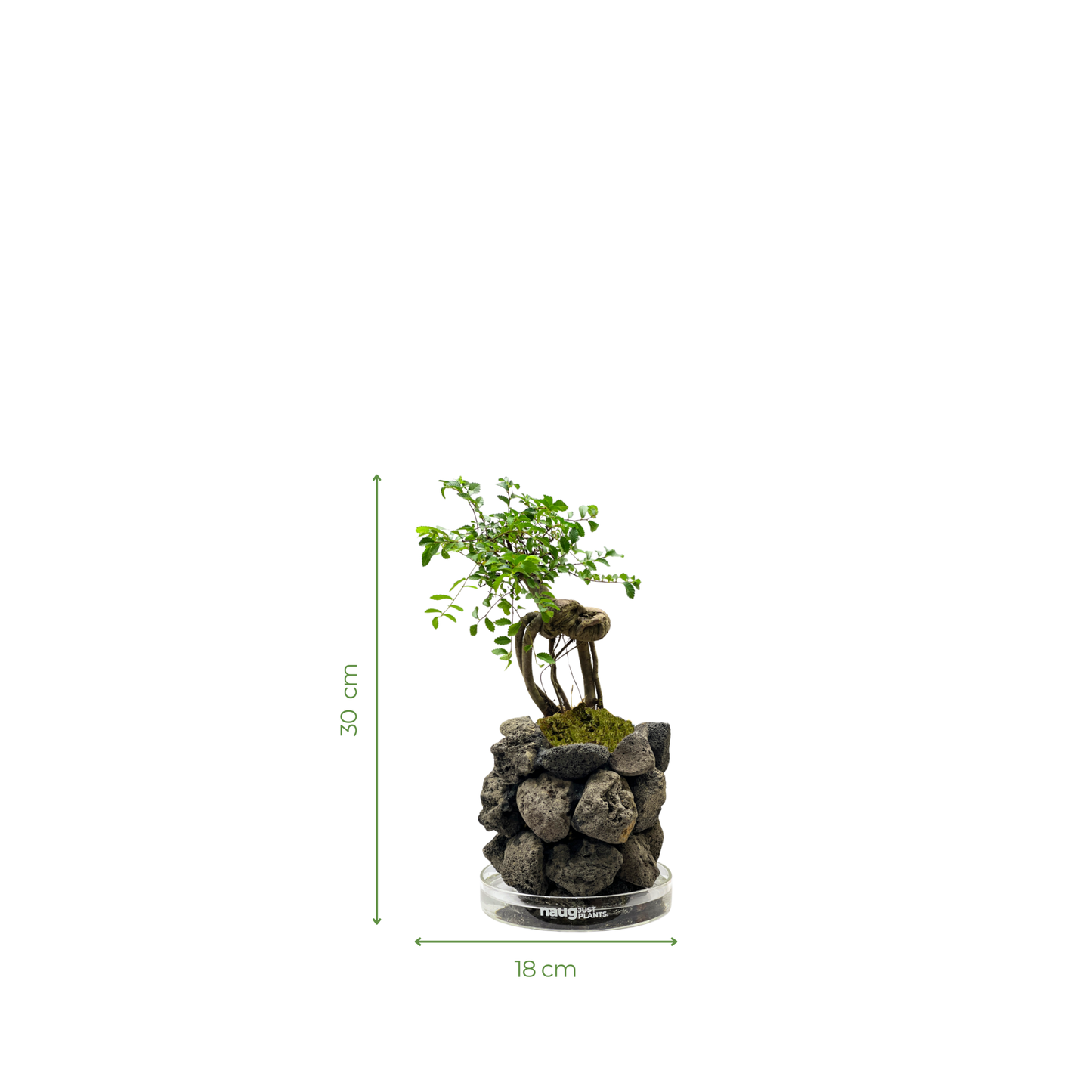 Ishidama Ulmus Pumila