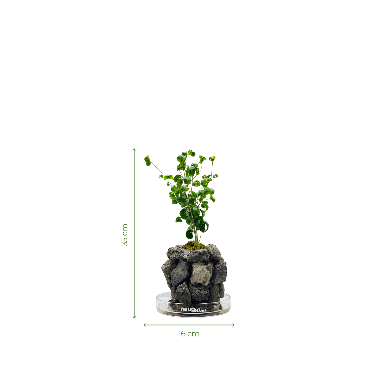 Ishidama Ficus Benjamina Barok