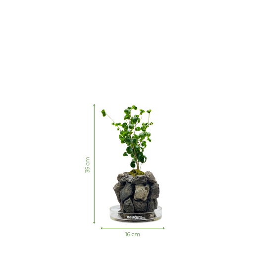 Ishidama Ficus Benjamina Barok