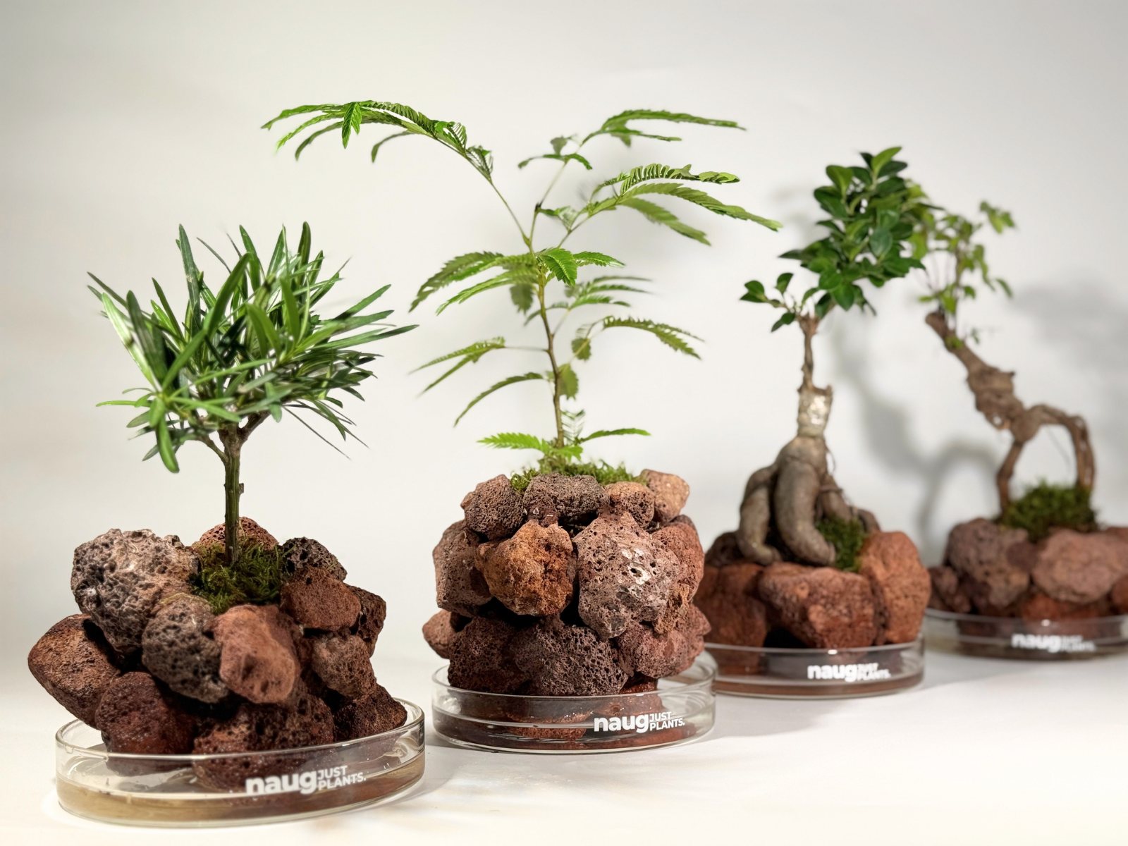 naugjustplants