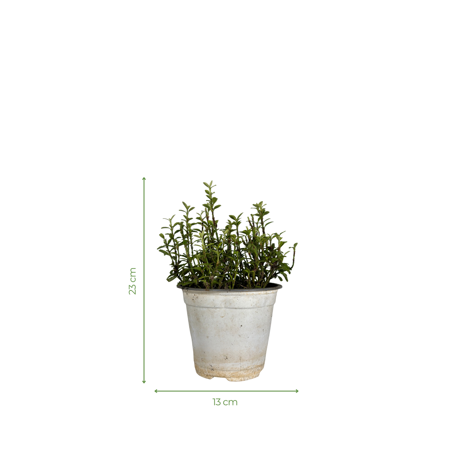 Creeper Plant - Japanese Euonymus