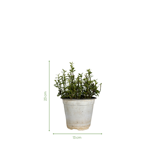 Creeper Plant - Japanese Euonymus