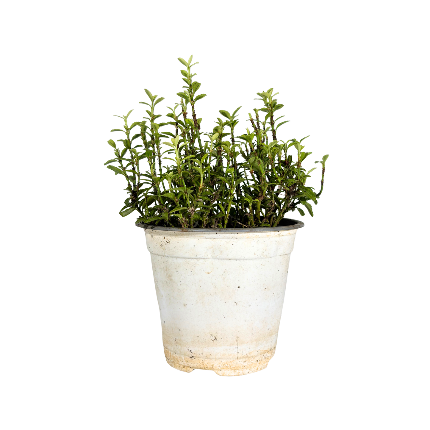 Creeper Plant - Japanese Euonymus