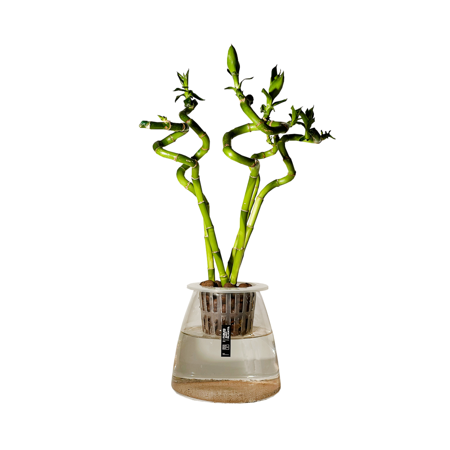Hydro-cultured Plants - Lucky Bamboo