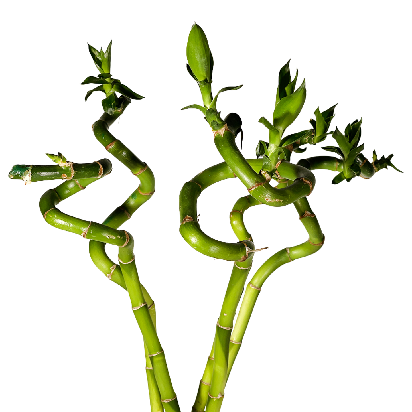 Hydro-cultured Plants - Lucky Bamboo