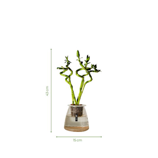 Hydro-cultured Plants - Lucky Bamboo