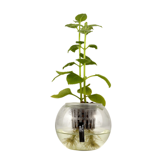 Hydro-cultured Plants - Mexican Mint