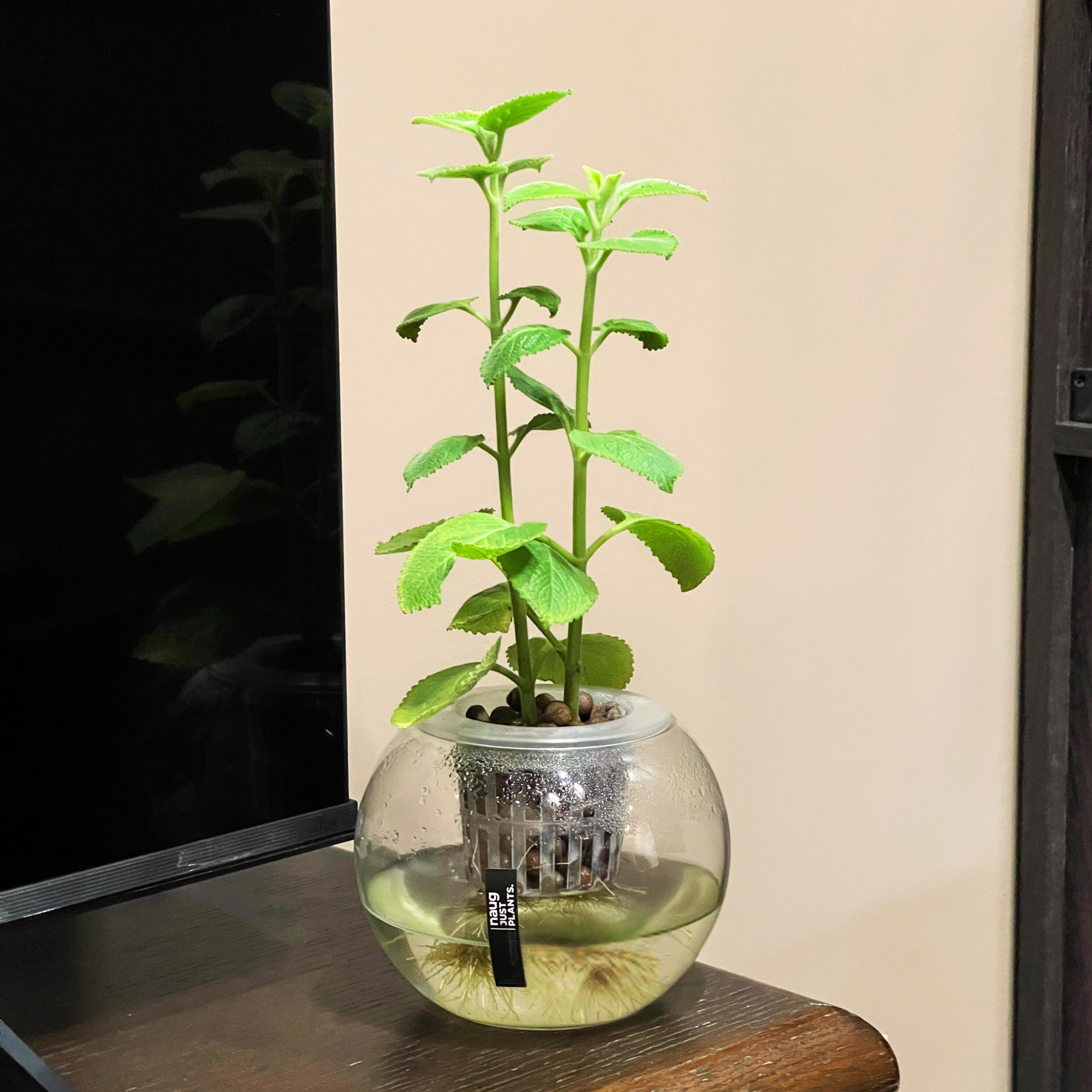 mexican mint indoor plant Hydro-cultured Plants - Mexican Mint