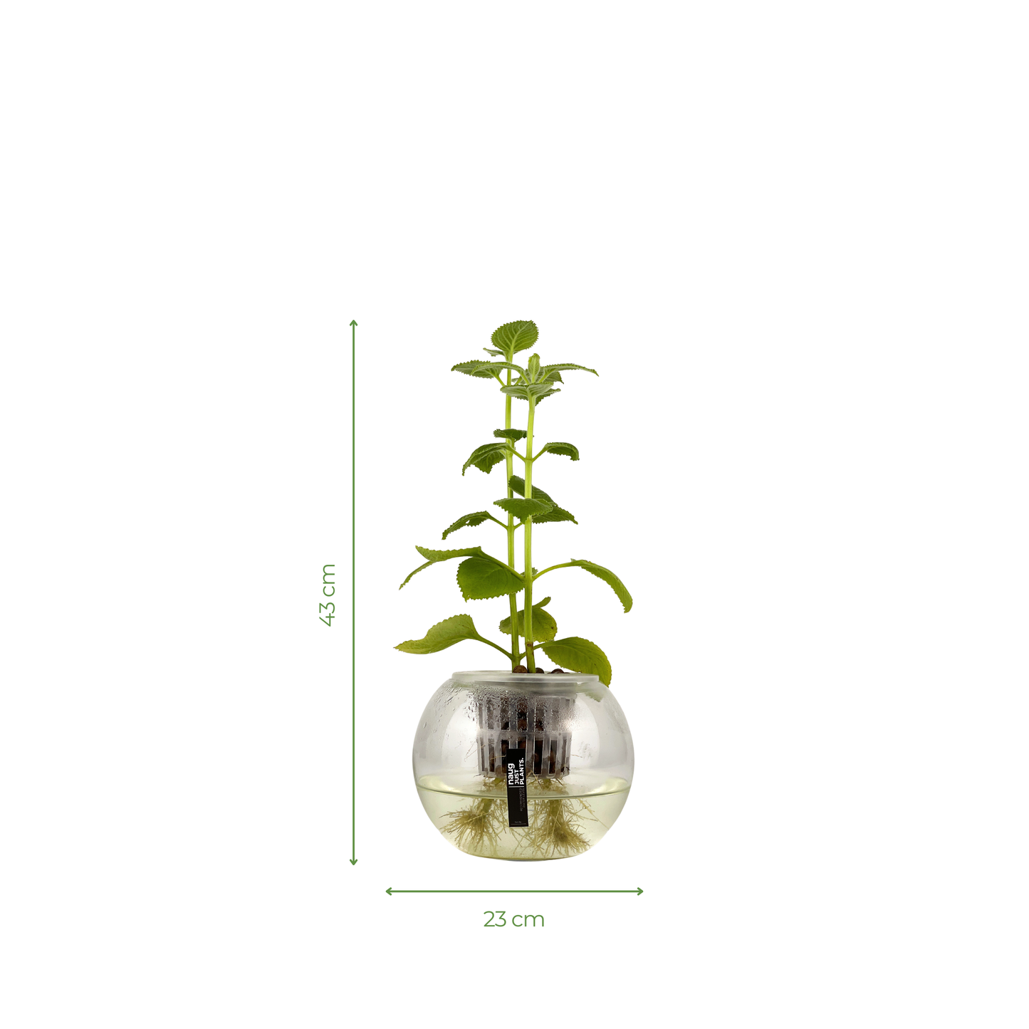 Hydro-cultured Plants - Mexican Mint