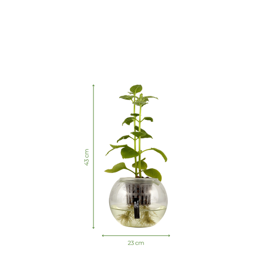 Hydro-cultured Plants - Mexican Mint