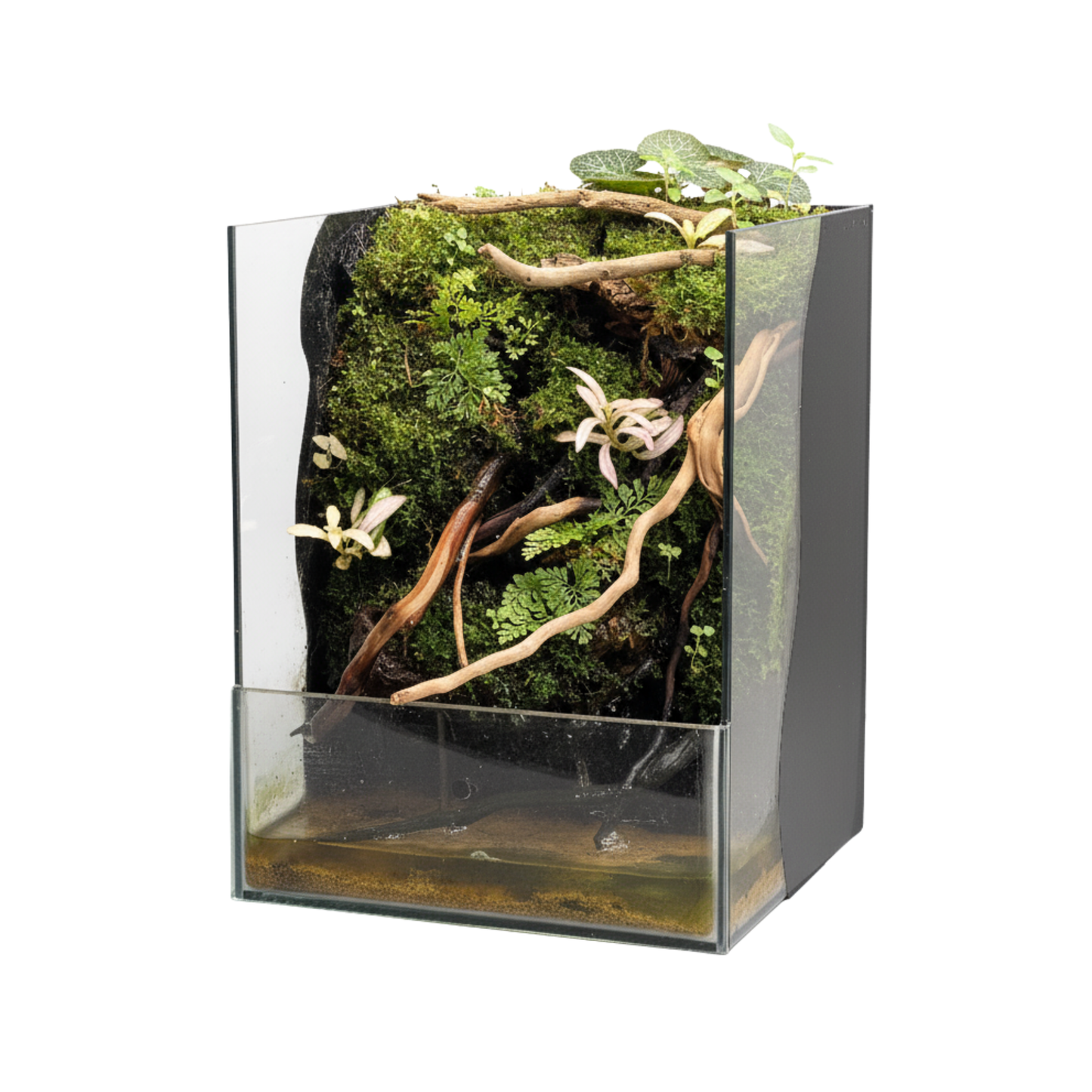 Mini Paludarium Series