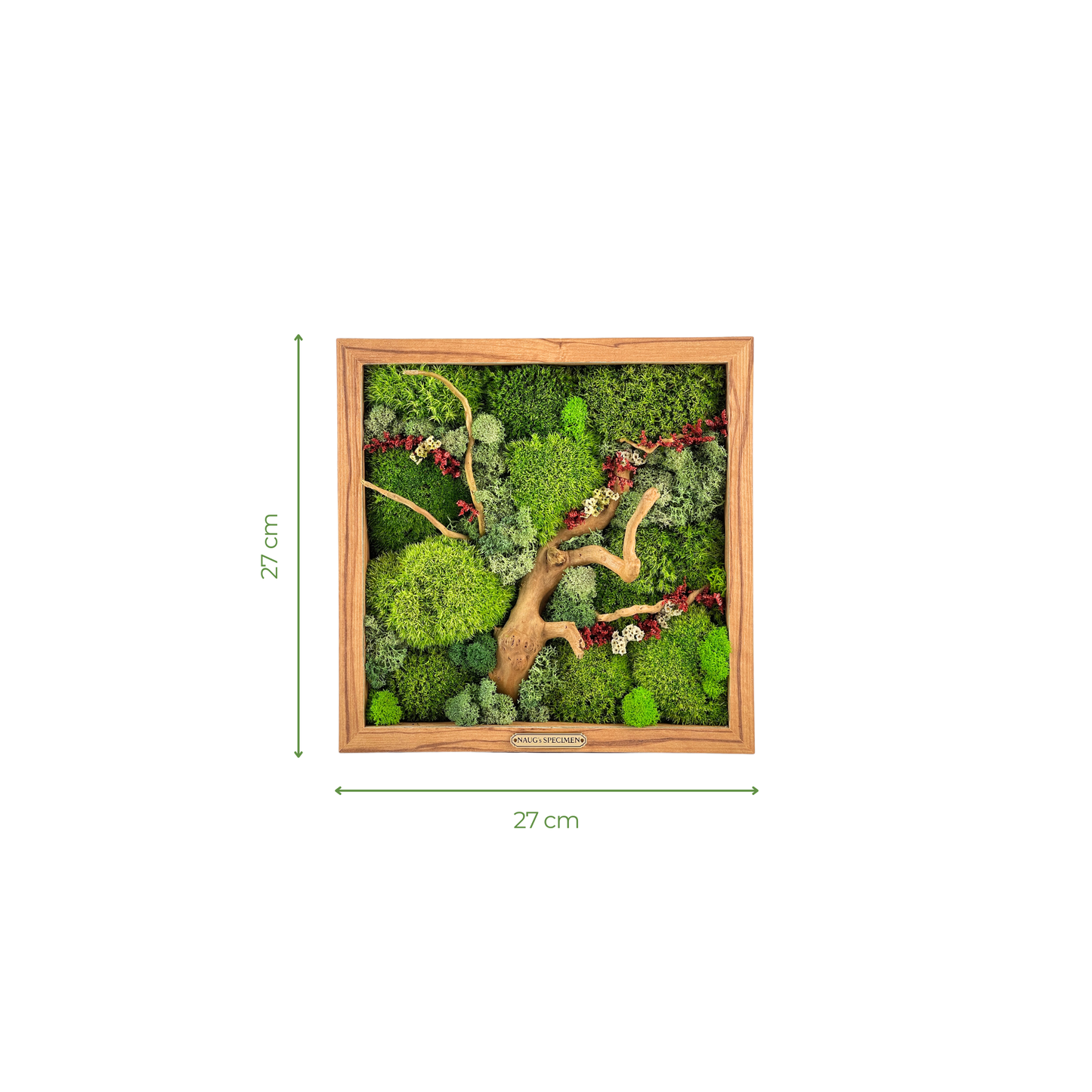 Preserved Moss Frame with Spider Wood 27CM x 27CM