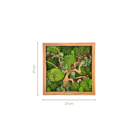 Preserved Moss Frame with Spider Wood 27CM x 27CM