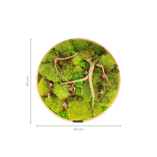 Preserved Moss Frame with Spider Wood 40CM