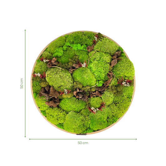 Preserved Moss Frame with Driftwood 50CM