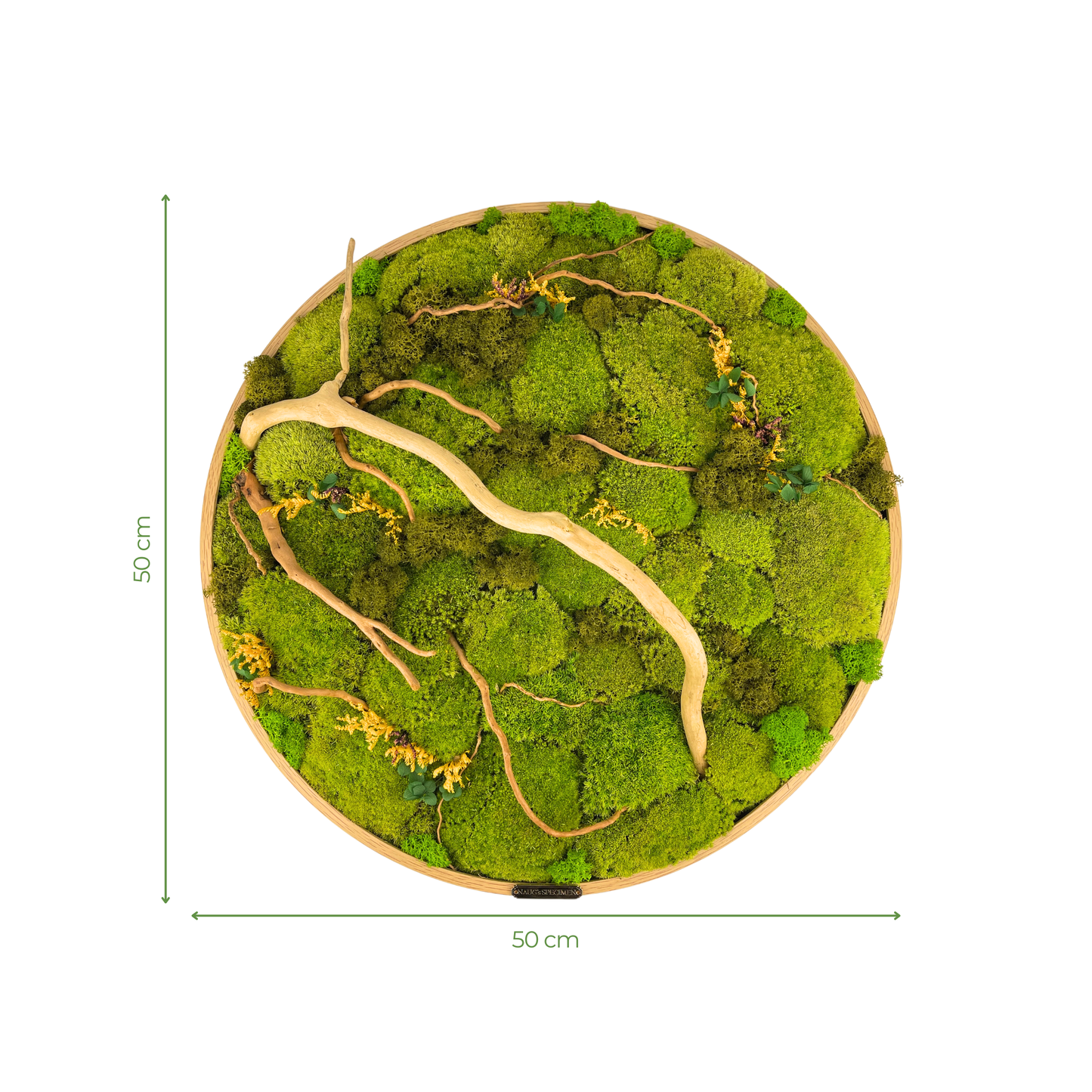 Preserved Moss Frame with Spider Wood 50CM