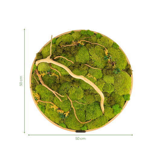 Preserved Moss Frame with Spider Wood 50CM