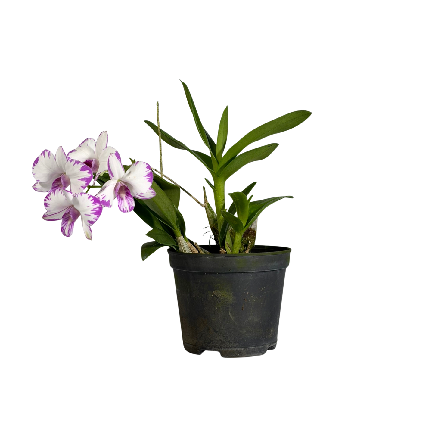 Orchid