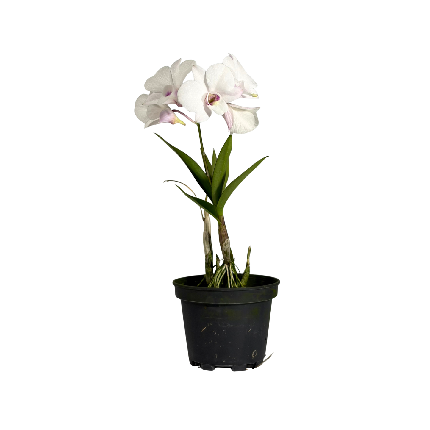 Orchid