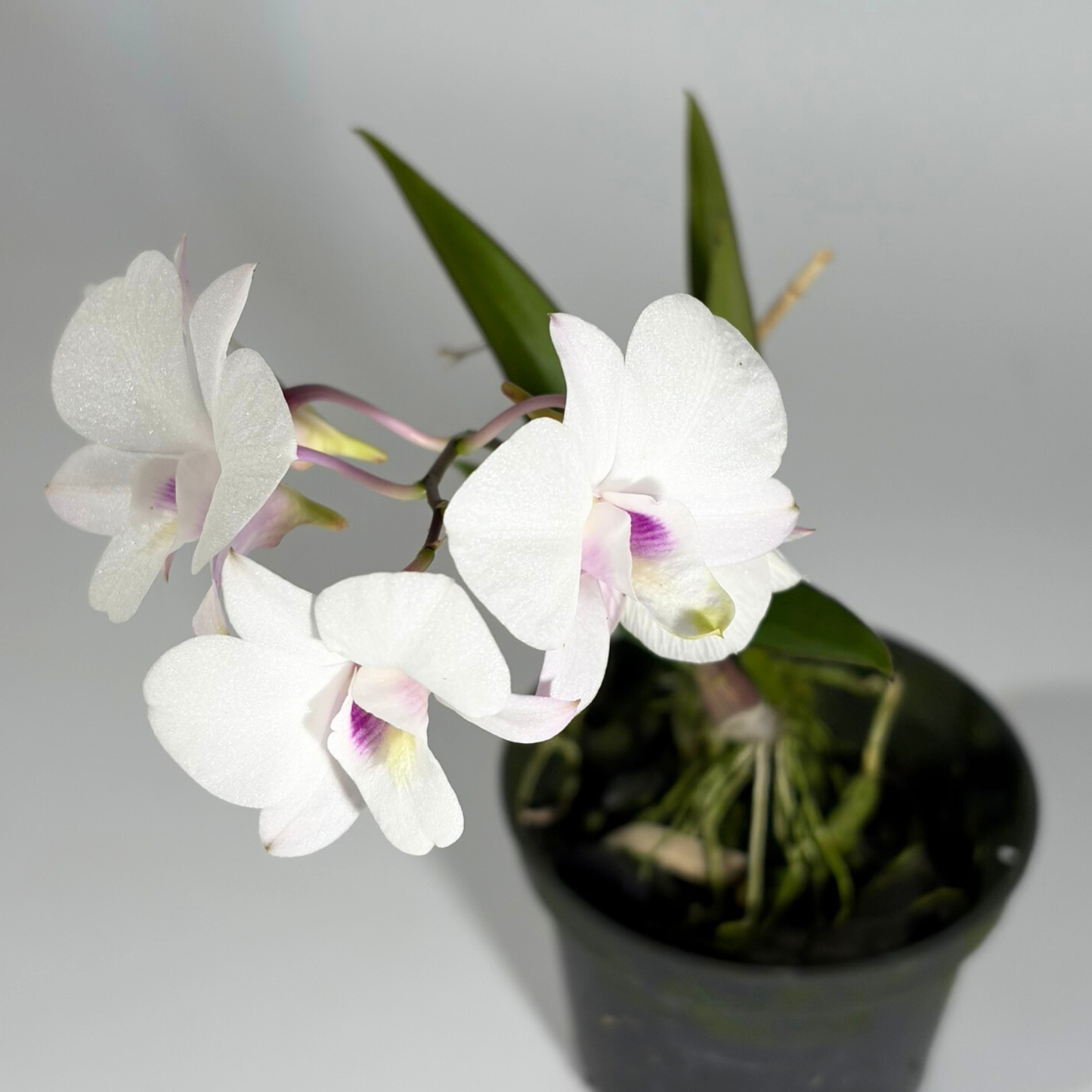 Orchid