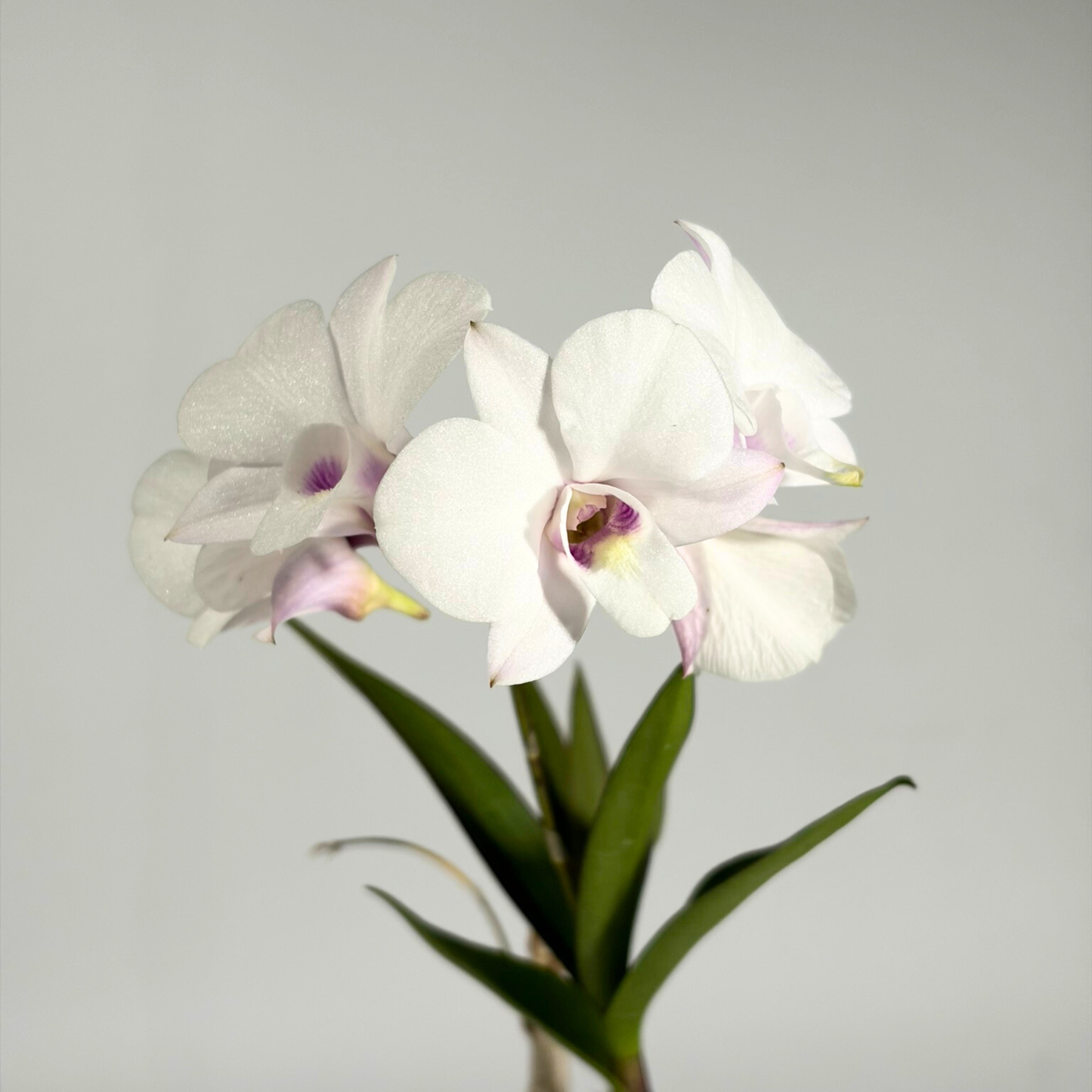 Orchid