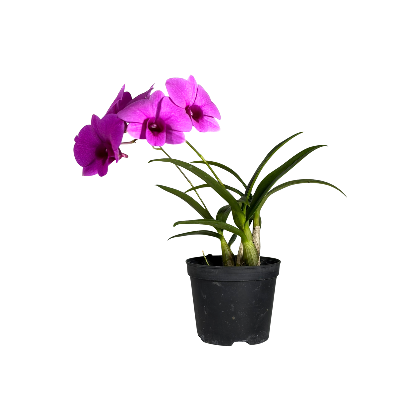 Orchid